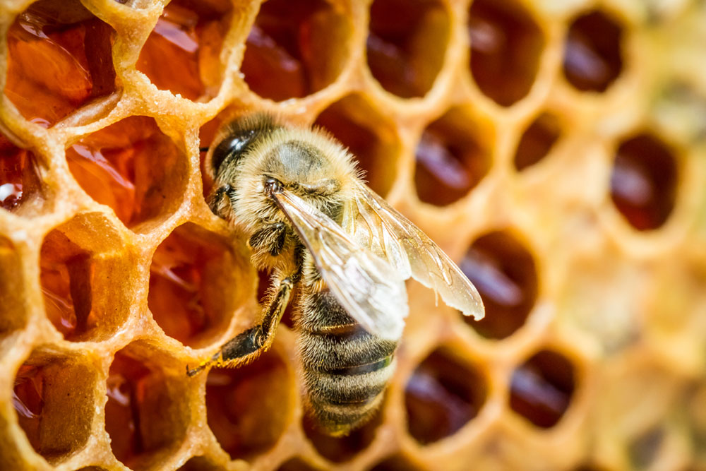 The Best Kept Flu Season Secret Weapon. Bee Propolis